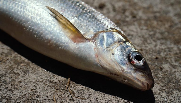 Bodenseefelchen - Der Schatz im Untersee - Mojofishing