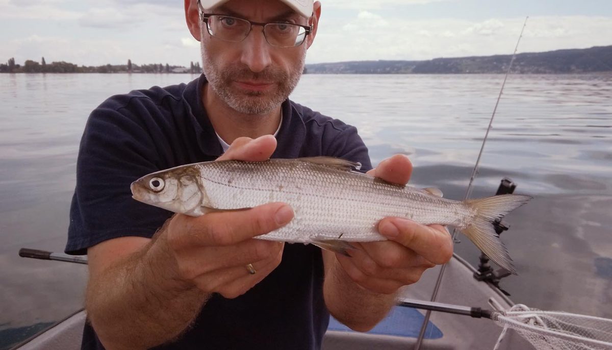 Bodenseefelchen - Der Schatz im Untersee - Mojofishing